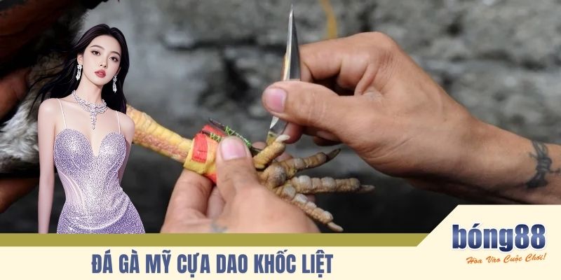 Đá gà Mỹ cựa dao khốc liệt