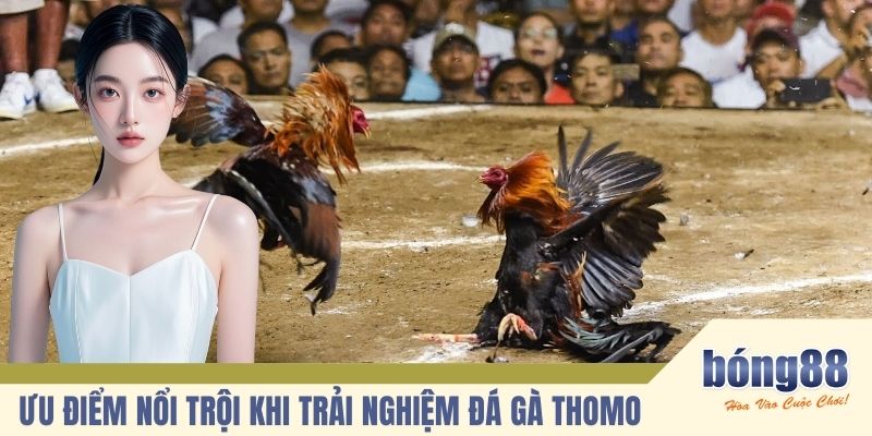 Ưu điểm nổi trội khi trải nghiệm đá gà Thomo